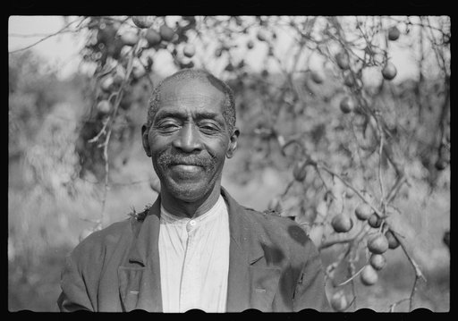 Untitled photo, possibly related to: FSA (Farm Security Administration) borrower picking pears. Saint Mary's County, Maryland