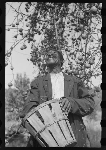 Untitled photo, possibly related to: FSA (Farm Security Administration) borrower picking pears. Saint Mary's County, Maryland