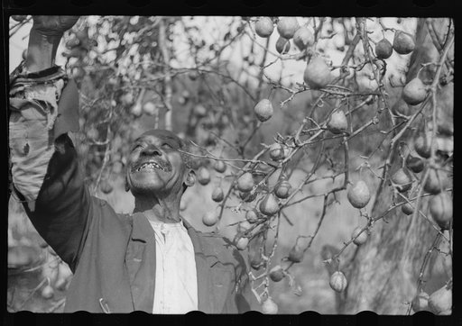 FSA (Farm Security Administration) borrower picking pears. Saint Mary's County, Maryland