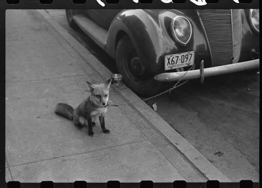 Fox chained to automobile. Moorehead, Minnesota