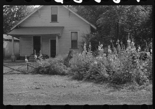 Untitled photo, possibly related to: Hollyhocks. Vincennes, Indiana