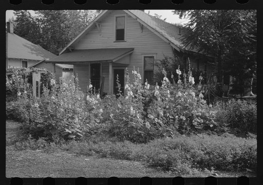 Hollyhocks. Vincennes, Indiana