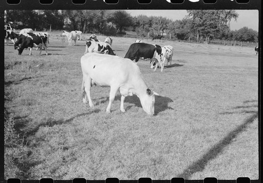 Untitled photo, possibly related to: Cattle on large dairy farm, Fond du Lac County, Wisconsin