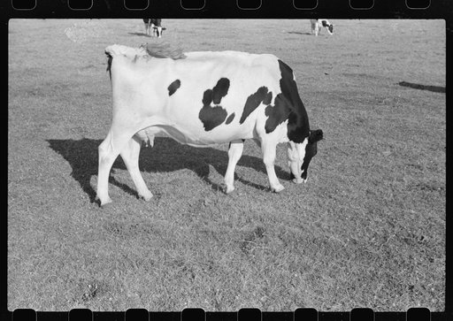 Untitled photo, possibly related to: Cattle on large dairy farm, Fond du Lac County, Wisconsin