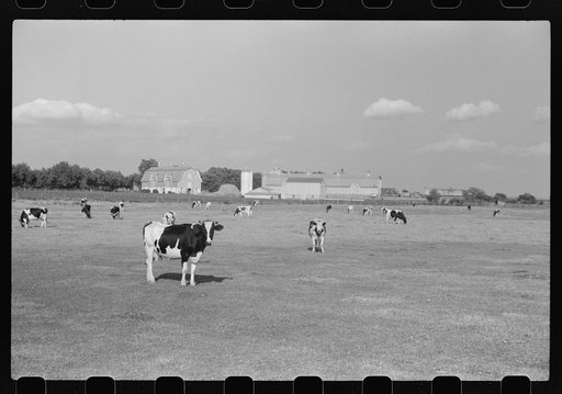 Untitled photo, possibly related to: Cattle on large dairy farm, Fond du Lac County, Wisconsin