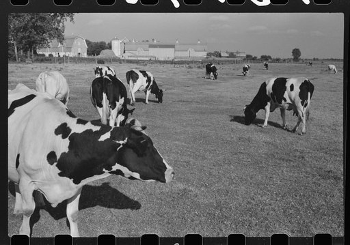 Untitled photo, possibly related to: Cattle on large dairy farm, Fond du Lac County, Wisconsin