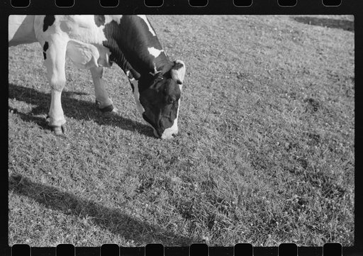 Untitled photo, possibly related to: Cattle on large dairy farm, Fond du Lac County, Wisconsin