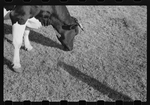 Untitled photo, possibly related to: Cattle on large dairy farm, Fond du Lac County, Wisconsin