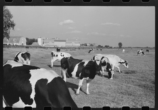 Untitled photo, possibly related to: Cattle on large dairy farm, Fond du Lac County, Wisconsin