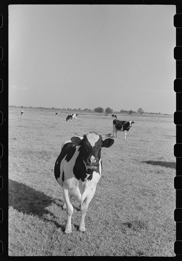 Untitled photo, possibly related to: Cattle on large dairy farm, Fond du Lac County, Wisconsin