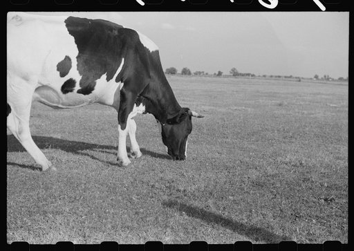 Untitled photo, possibly related to: Cattle on large dairy farm, Fond du Lac County, Wisconsin