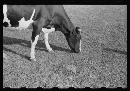 Untitled photo, possibly related to: Cattle on large dairy farm, Fond du Lac County, Wisconsin