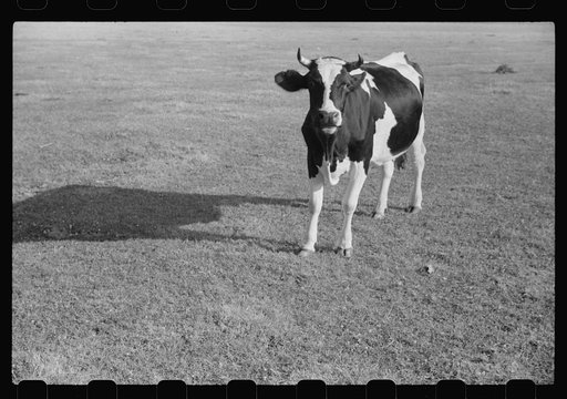 Untitled photo, possibly related to: Cattle on large dairy farm, Fond du Lac County, Wisconsin
