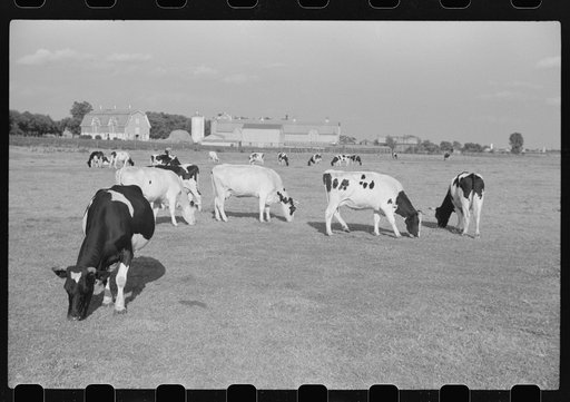 Untitled photo, possibly related to: Cattle on large dairy farm, Fond du Lac County, Wisconsin