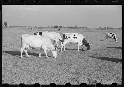 Cattle on large dairy farm, Fond du Lac County, Wisconsin