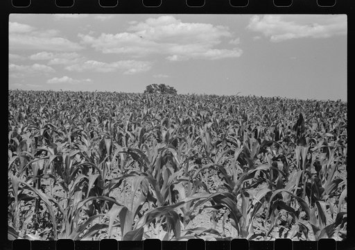 Untitled photo, possibly related to: Corn and dairy farm, Dodge County, Wisconsin