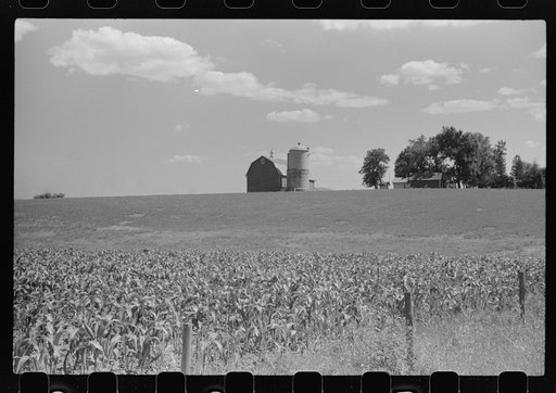 Untitled photo, possibly related to: Corn and dairy farm, Dodge County, Wisconsin