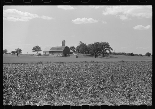 Untitled photo, possibly related to: Corn and dairy farm, Dodge County, Wisconsin