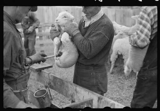 Untitled photo, possibly related to: Ravalli County, Montana. Castrating young lamb