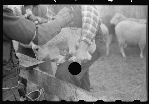 Untitled photo, possibly related to: Ravalli County, Montana. Castrating young lamb