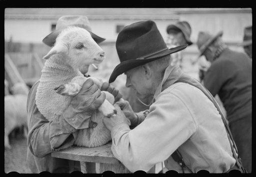Untitled photo, possibly related to: Ravalli County, Montana. Castrating young lamb