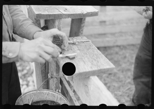 Untitled photo, possibly related to: Ravalli County, Montana. Castrating young lamb