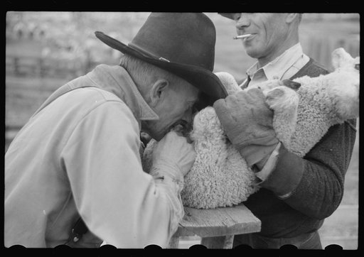 Ravalli County, Montana. Castrating young lamb