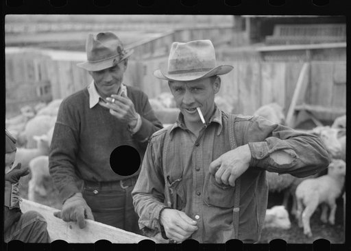 Untitled photo, possibly related to: Ravalli County, Montana. Castrating young lamb