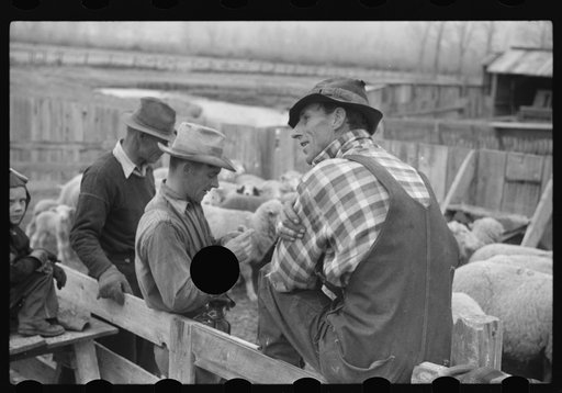 Untitled photo, possibly related to: Ravalli County, Montana. Castrating young lamb