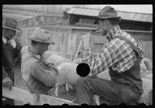 Untitled photo, possibly related to: Ravalli County, Montana. Castrating young lamb