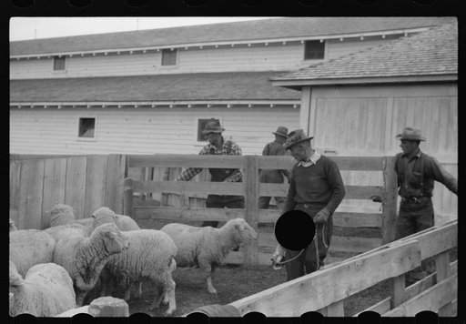 Untitled photo, possibly related to: Ravalli County, Montana. Castrating young lamb