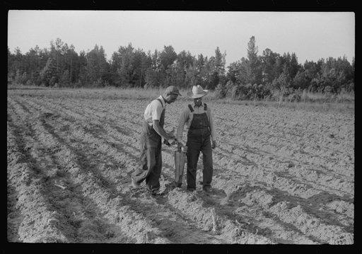 Using a mechanical planter in a tobacco field near Chapel Hill, North Carolina