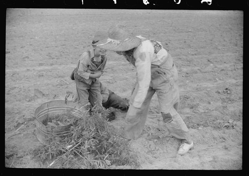 Untitled photo, possibly related to: Little boy with tobacco plants during the planting season near Chapel Hill, North Carolina