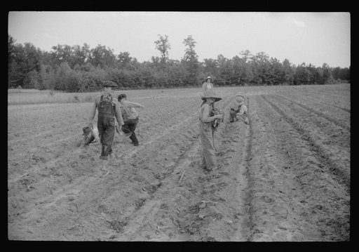 Untitled photo, possibly related to: Little boy with tobacco plants during the planting season near Chapel Hill, North Carolina