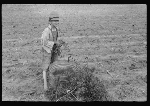 Little boy with tobacco plants during the planting season near Chapel Hill, North Carolina