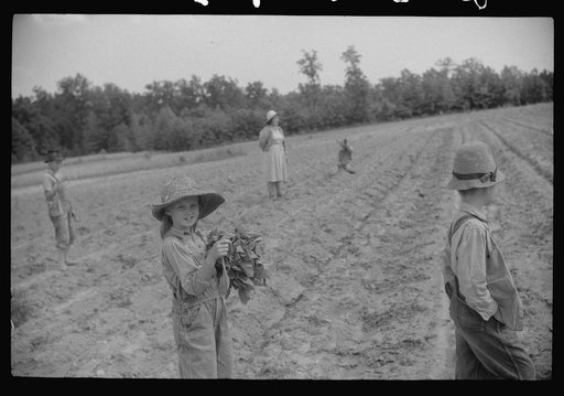 Untitled photo, possibly related to: Little boy with tobacco plants during the planting season near Chapel Hill, North Carolina