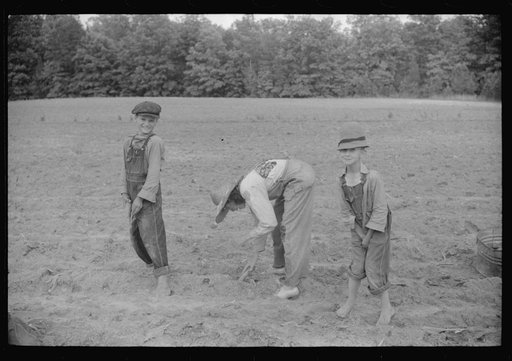 Untitled photo, possibly related to: Little boy with tobacco plants during the planting season near Chapel Hill, North Carolina