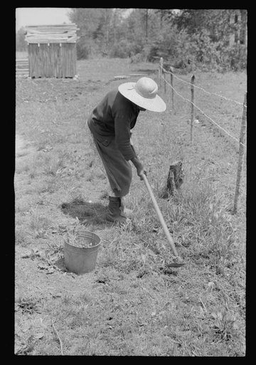 Negro woman tending her garden near Princess Anne, Maryland