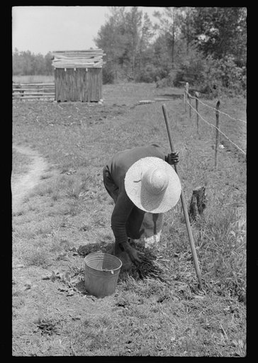 Untitled photo, possibly related to: Negro woman tending her garden near Princess Anne, Maryland