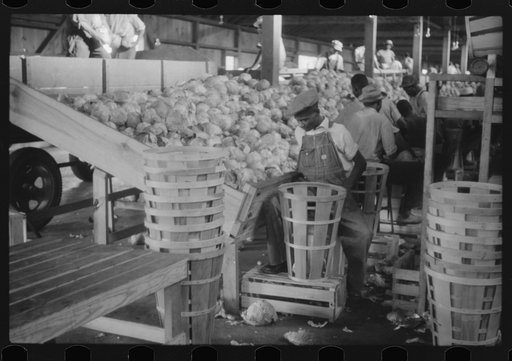 Migratory agricultural workers grading cabbages at the Webster Canning Company, Cheriton, Virgina