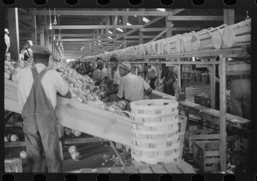 Migratory agricultural workers grading cabbages at the Webster Canning Company, Cheriton, Virgina