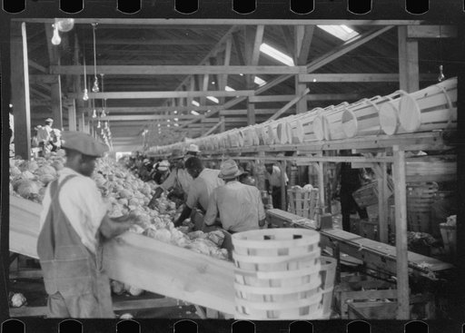 Migratory agricultural workers grading cabbages at the Webster Canning Company, Cheriton, Virgina