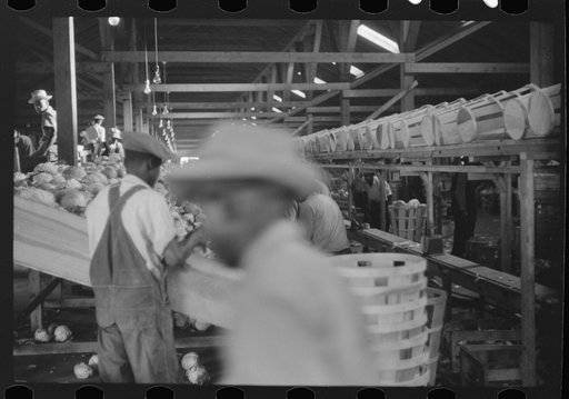 Untitled photo, possibly related to: Migratory agricultural workers grading cabbages at the Webster Canning Company, Cheriton, Virgina