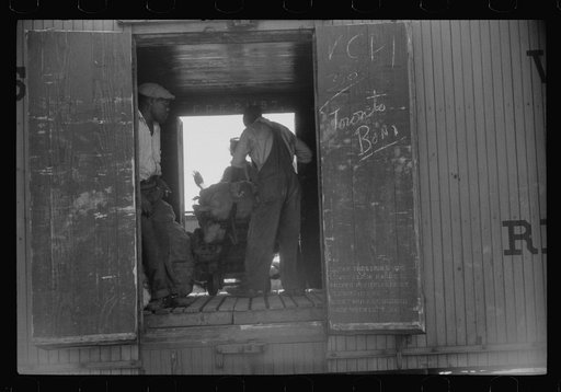 Loading potatoes onto freight cars for shipment to the big cities of the north. Elizabeth City, North Carolina