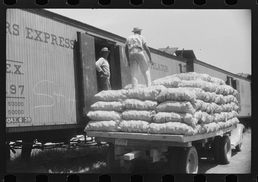 Loading potatoes onto freight cars for shipment to the big cities of the north. Elizabeth City, North Carolina