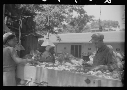 Untitled photo, possibly related to: An outdoor potato grader using migratory labor. At the freight station in Elizabeth City, North Carolina