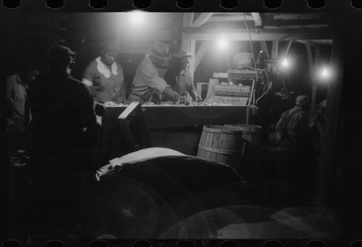 Untitled photo, possibly related to: Migratory agricultural workers at the "pick table" of a grader in Camden, North Carolina
