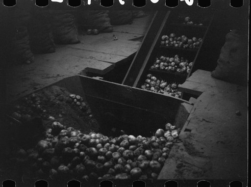 Untitled photo, possibly related to: Migratory agricultural workers at the "pick table" of a grader in Camden, North Carolina