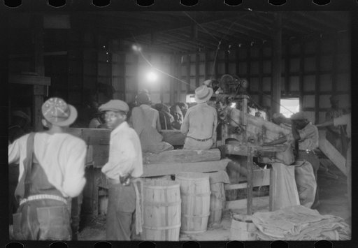 Untitled photo, possibly related to: At the pick table end of the potato grader at Belcross, North Carolina