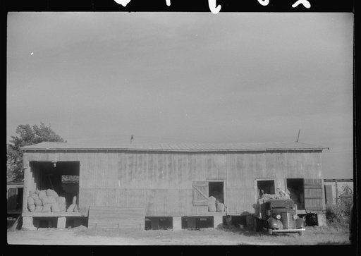 The potato grading station at Belcross, North Carolina